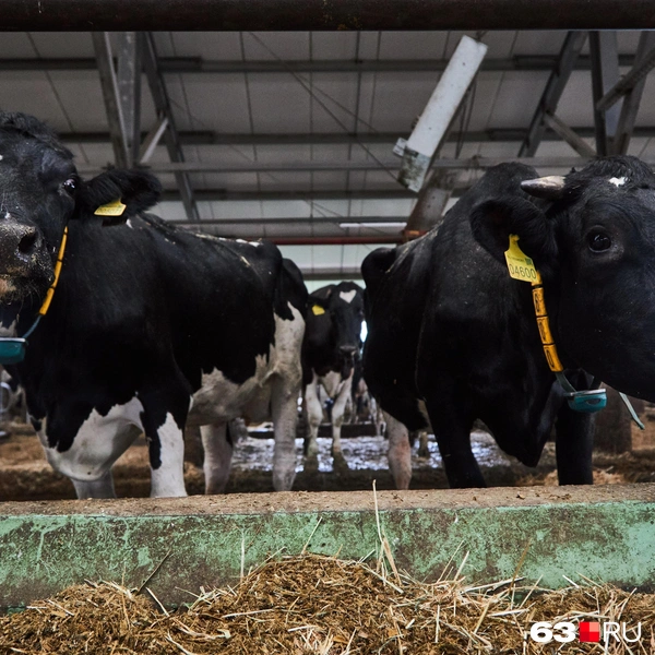 Источник: Роман Данилкин / 63.RU