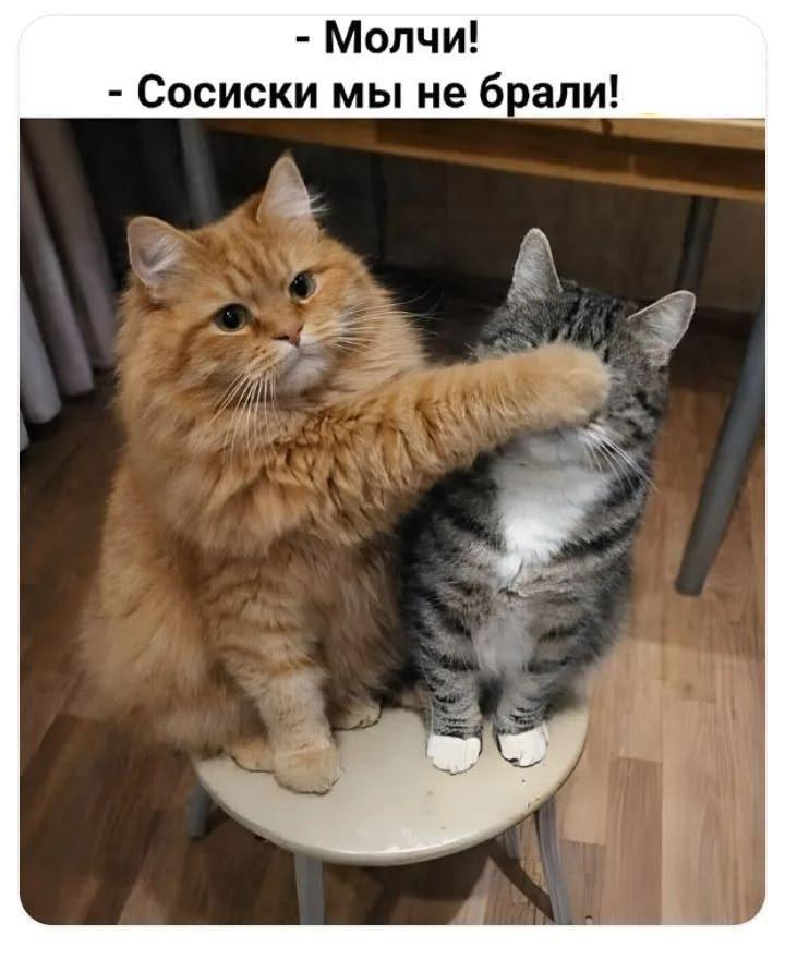 Коты и юмор :-)