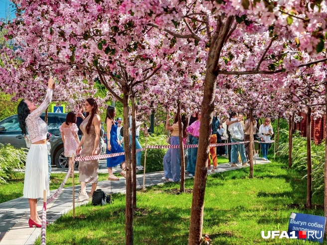 Фотосессия уфимок возле яблони | Источник: Булат Салихов / UFA1.RU