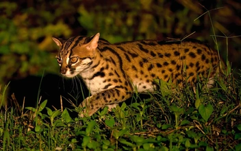 Не домашние и не прирученные: кого на самом деле держали рядом с собой древние фермеры Китая