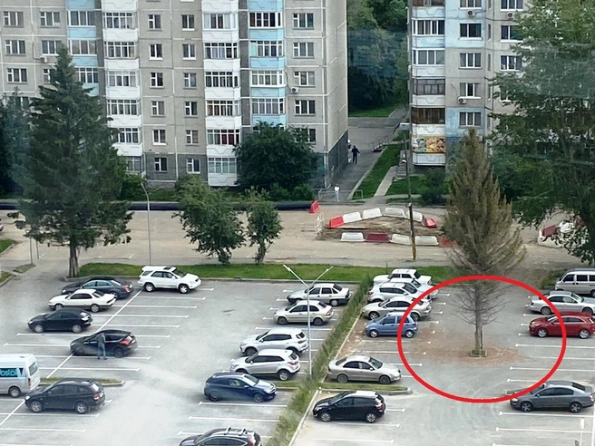 Ель оставили, но она погибает | Источник: Юлия Кондинкина