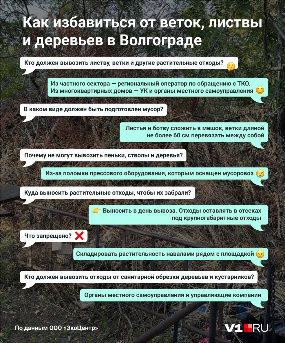 Жителям Волгограда и дачникам рассказали, как справиться со стволами  деревьев, ветками и опавшими листьями - 4 ноября 2023 - V1.ру