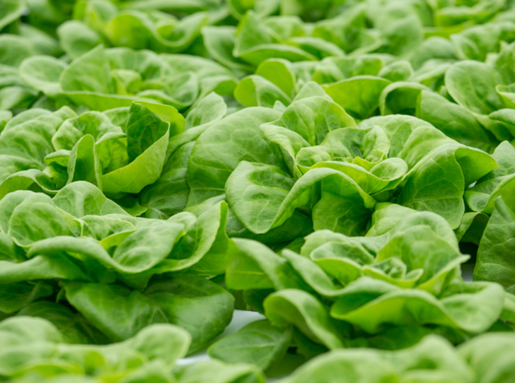 10 видов зеленого салата и 6 потрясающе простых рецептов с ним