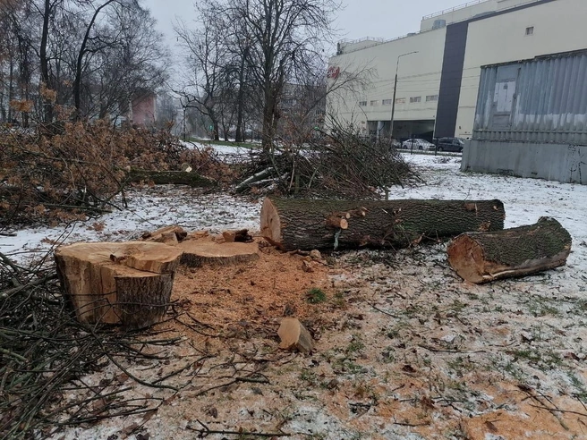 Выяснилось, что все работы проводятся в рамках закона | Источник: читатель 76.RU