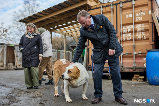Большинство собак выпускают, чтобы пообщаться с гостями приюта — животные не агрессивные и легко принимают незнакомых людей | Источник: Александр Ощепков / NGS.RU