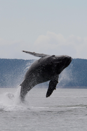 Поющие тихоходы: тайная жизнь горбатых китов