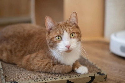 В Перми ищут дом для кота Пряника с особой походкой