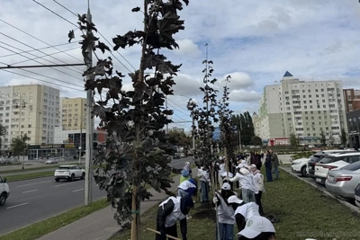 На проспекте Строителей высадили клены