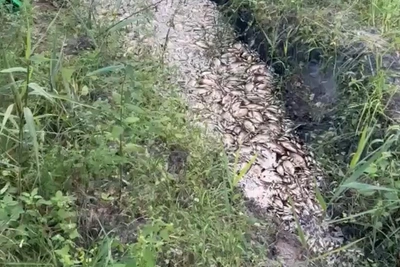 Мертвая рыба на Туре под Тюменью — видео