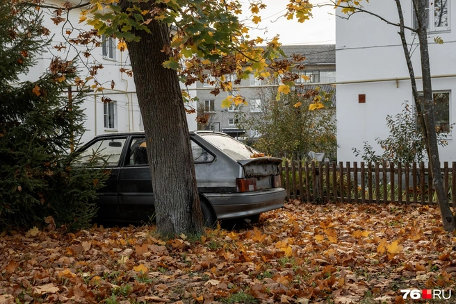 Автомобили во дворах постепенно покрываются ковром из кленовых листьев | Источник: Александр Куренной / 76.RU