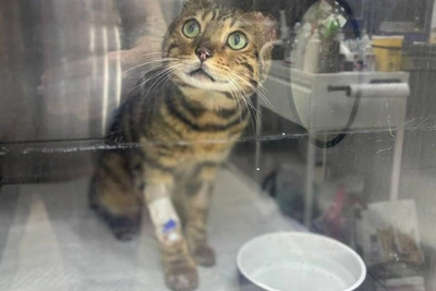 В Прокопьевске найден бенгальский кот с обморожениями