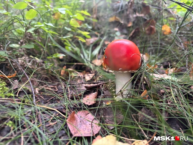 В народных приметах красный мухомор считается главным предвестником и верным спутником белого гриба (боровика), правда, на весь лес он был один | Источник: Диана Храмцова / MSK1.RU