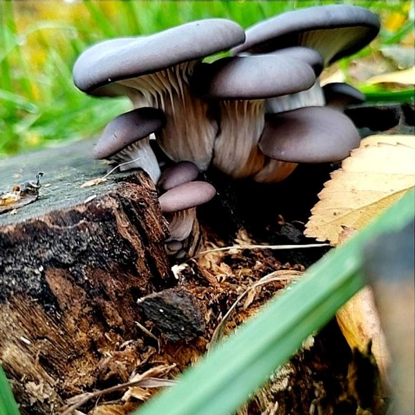 Источник: Виктор Кочергин / Грибы в Подмосковье 2025 / VK.com