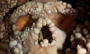 Ученые заглянули внутрь хорошо сохранившегося неандертальского носа, чтобы разгадать тайну лиц наших предков