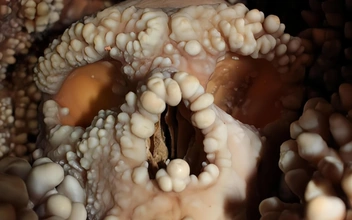 Ученые заглянули внутрь хорошо сохранившегося неандертальского носа, чтобы разгадать тайну лиц наших предков