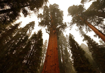 Ученые-экологи нашли ключ к спасению лесов на планете