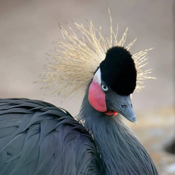 Источник: Ленинградский зоопарк