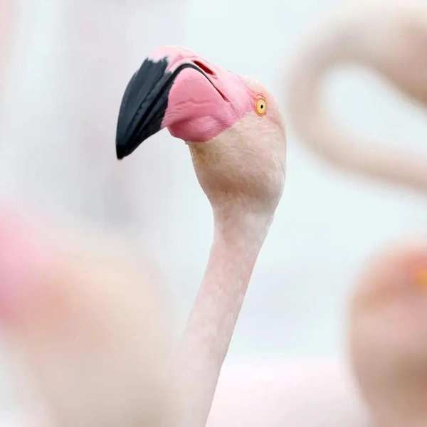 Второе место в номинации «Фотографы в возрасте 12-14 лет» | Источник: Lubin Godin / Bird Photographer of the Year 2025
