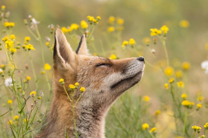 25 самых милых фотографий животных в дикой природе | Источник: tim link/Shutterstock/Fotodom.ru