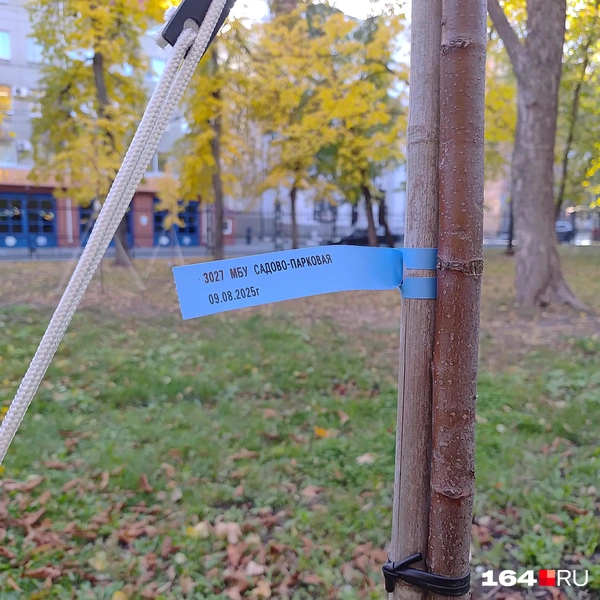 Источник: Сергей Гендин / 164.RU