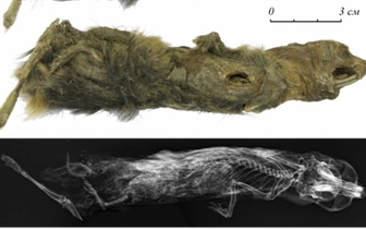 Якутская школьница нашла мумию лемминга в вечной мерзлоте