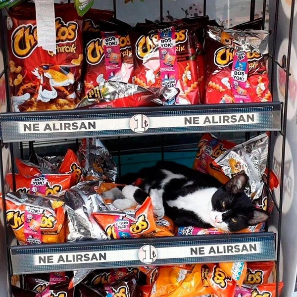 Источник: istanbulcatsofficial