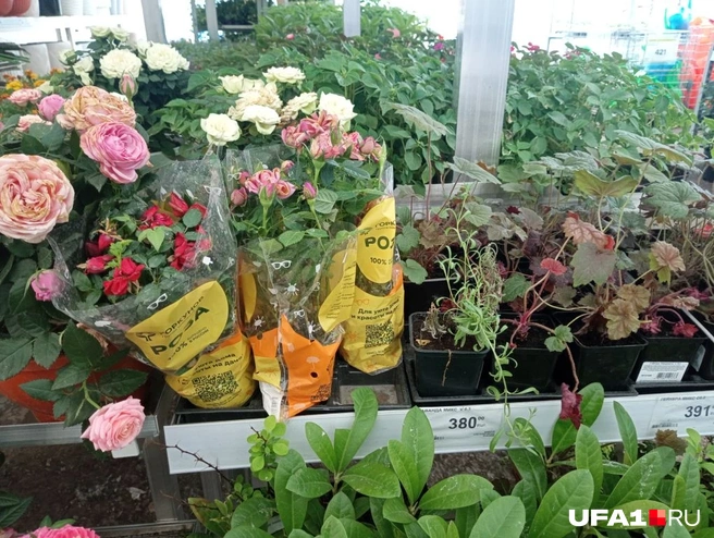 Здесь оказались недорогие лаванды и розы | Источник: Марина Каримова / UFA1.RU