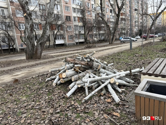 Ветви выглядят здоровыми | Источник: Валерия Дульская / 93.RU