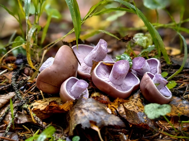 Источник: Грибы и Грибники Подмосковья / vk.com