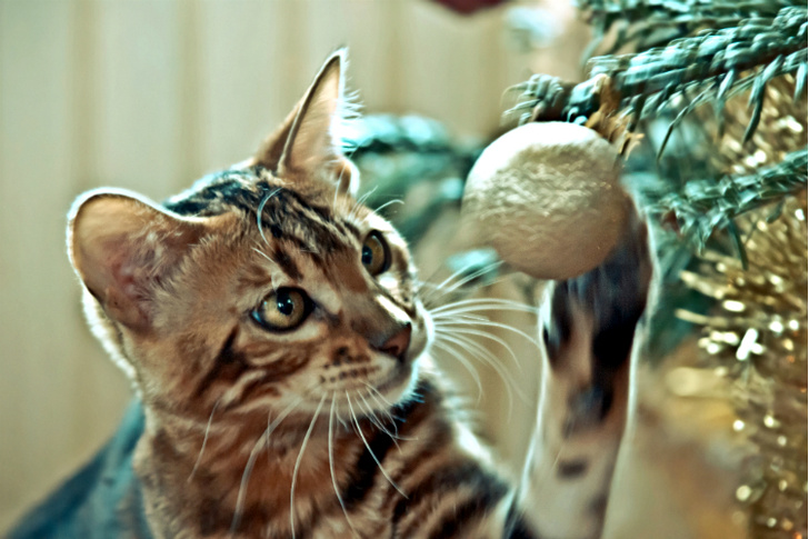 Битва века: Котики против новогодних елок