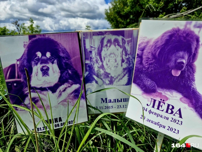Тут лежат три добродушных пса | Источник: Виктория Федорова / 164.RU