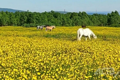 Охота на жуков-усачей началась в Сахалинской области