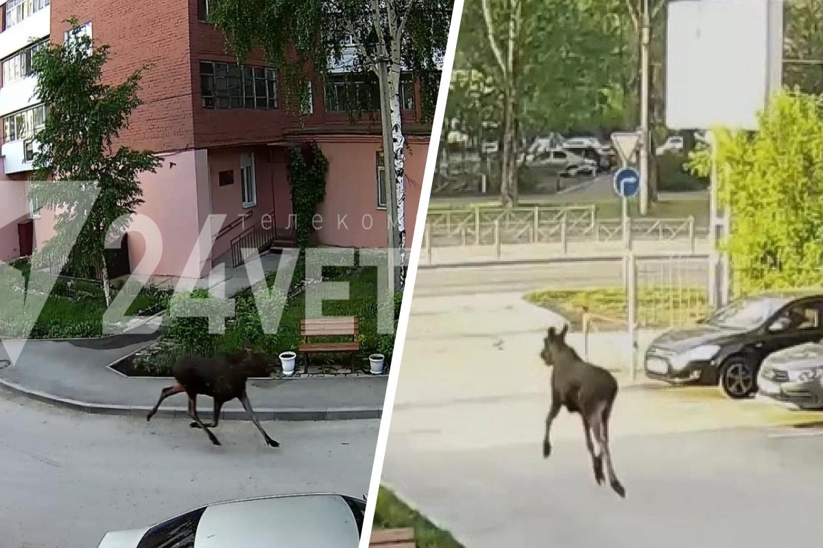 Видео, как в Перми в микрорайоне Балатово бегал лось; лось в Перми - 23 мая  2023 - 59.ру