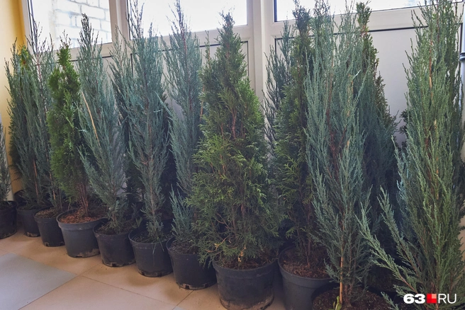 Часть туй хотят успеть посадить до холодов | Источник: Роман Данилкин / 63.RU