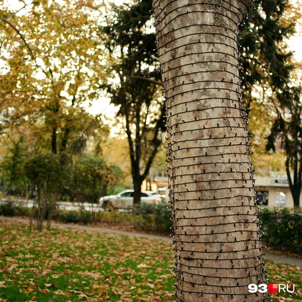 Источник: Дарья Паращенко / 93.RU