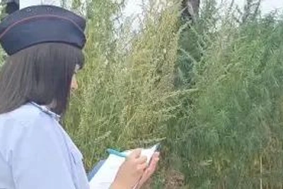 В Рязанской области уничтожили 6 очагов конопли