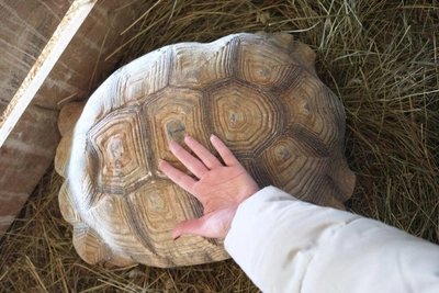 Пара шпороносных черепах прибыла в барнаульский зоопарк из Египта