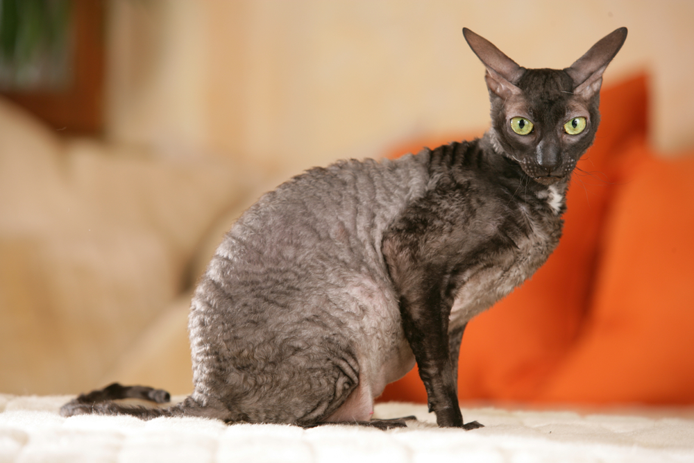 Четыре породы кошек, наиболее склонные к ожирению | MAXIM