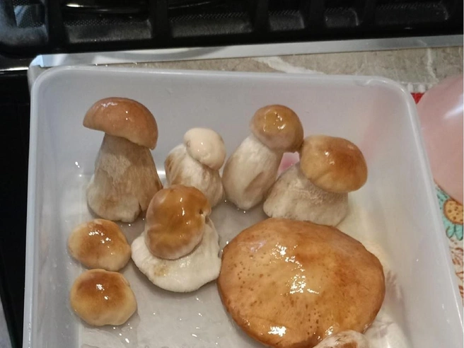 Даже на фото «улов» выглядит аппетитно | Источник: Илья Конев / «Грибы. Грибники Омска и Омской области» / vk.com