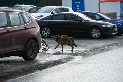 Бастрыкин потребовал доклад об отлове собак в Новомосковске