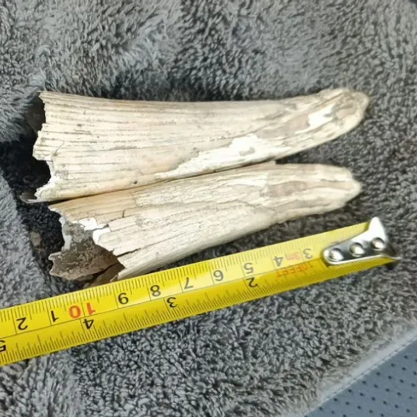 Бивни мамонтенка | Источник: Avito.ru / yakutsk