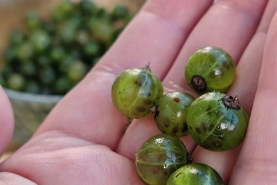 Green Currant Birds Won't Touch
