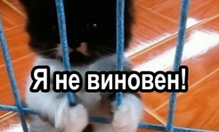 Коты как вечные герои смешных мемов