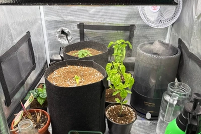 В Саранске изъяли 200 граммов марихуаны, выращенной в квартире