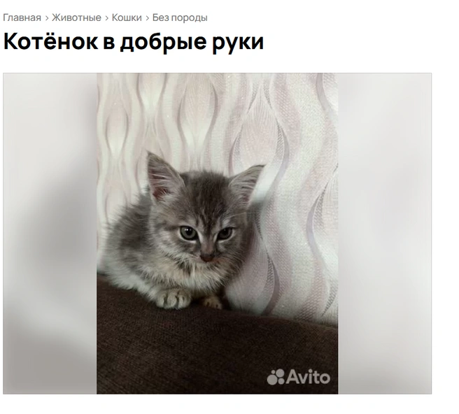 Лучше не злить | Источник: Avito.ru