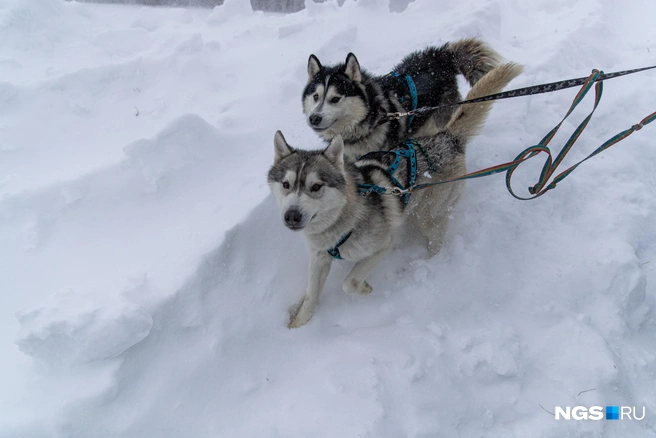 На сайте турагентства особо отмечают: в мороз ниже 25 градусов собачий транспорт не работает. Впрочем, в природе нечасто встречаются настолько морозоустойчивые туристы | Источник: Александр Ощепков / NGS.ru
