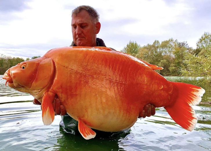Без труда не вытянешь: посмотрите на золотую рыбку весом 30 кг, которую поймали во Франции