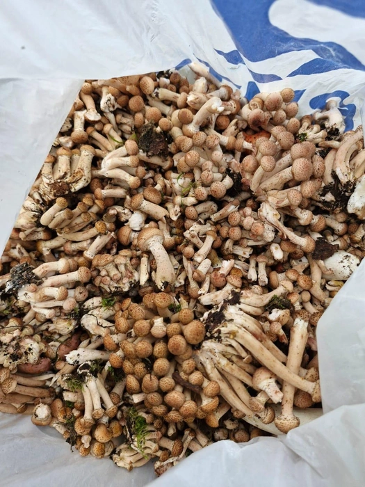 Опята в Красногорске  | Источник: «Грибы и Грибники Подмосковья» / vk.com