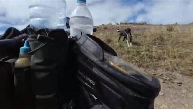 Собаки Мустафе не рады | Источник: «и Мужчина, и Машина» / T.me