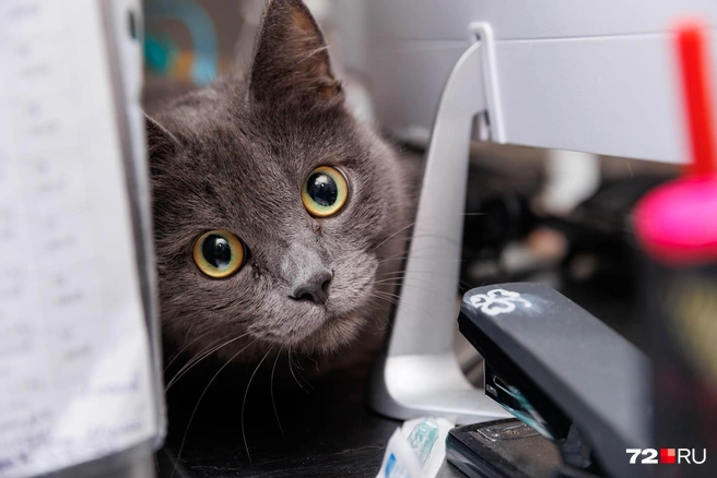 Истощенную и больную Дымку обнаружили в мусорном баке | Источник: Ирина Шарова / 72.RU